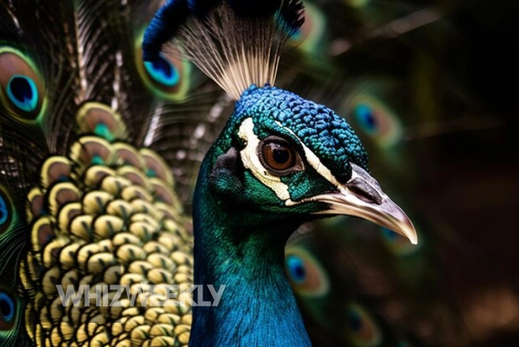 Explore the Mesmerizing World of Hancock Birds and Their Amazing Journeys