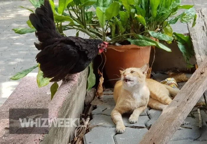 Chicken wearing an H Style Cat Harness on Chicken exploring a garden safely.