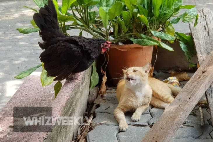 Chicken wearing an H Style Cat Harness on Chicken exploring a garden safely.