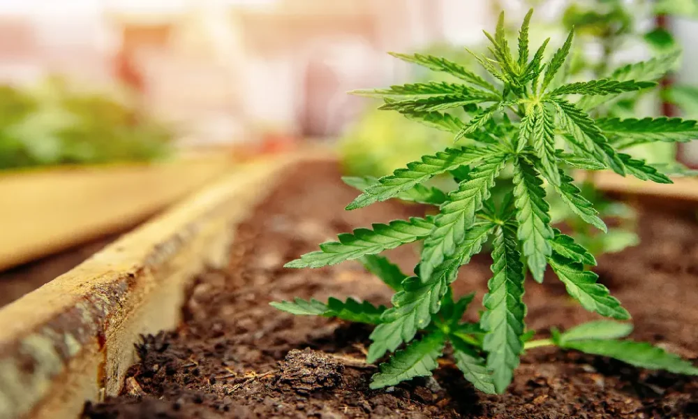 The Growing Trend of Home Cannabis Cultivation