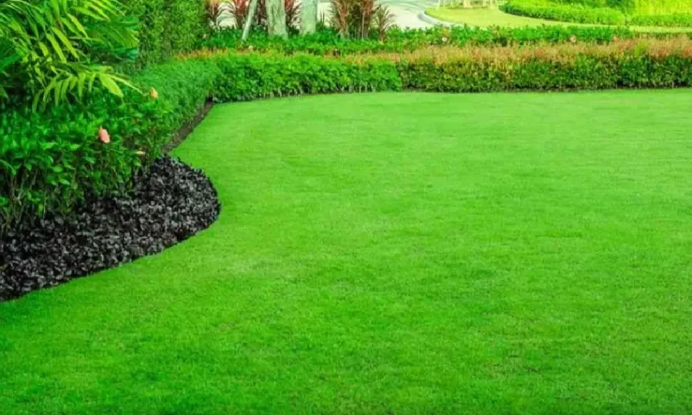 Why a Weed Eater Is a Lawn Care Essential